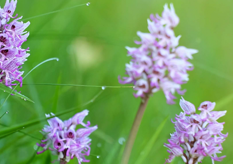 Arrêt sur image pour les orchidées en fleur - Val-du-Maine