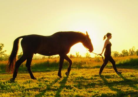 Le cheval au cœur de la Mayenne