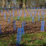 Travaux individuels de restauration et d’amélioration du bocage